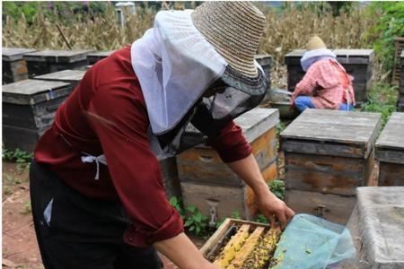 蜜蜂喂白糖水一次多少量