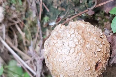 与马勃相似的野生菌