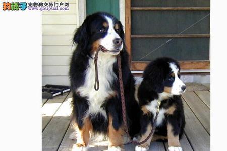 伯恩山犬可以吃米饭吗