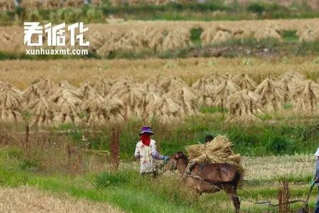 全国最早割麦的地方