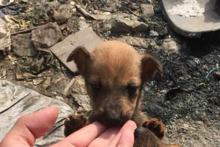 马犬哪个季节生的好