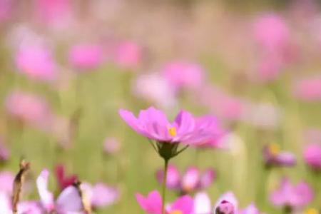 格桑花夏季要修剪吗