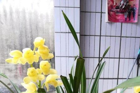 3月份开花一串串是什么兰花