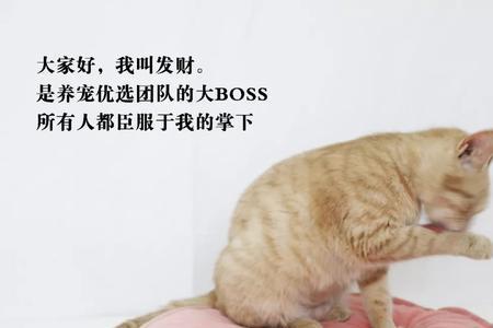 猫叫的声音好小几乎听不见