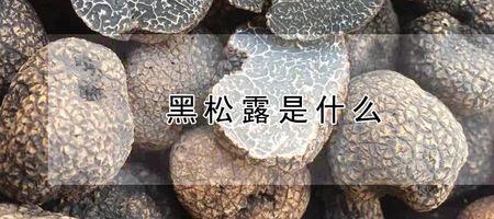 黑松露长在什么植物旁边