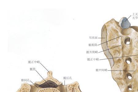 脊骨不曲什么意思