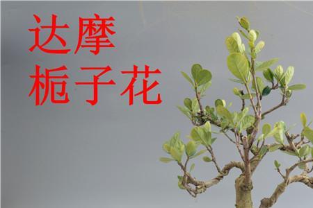 冠珠栀子花和达摩栀子花的区别