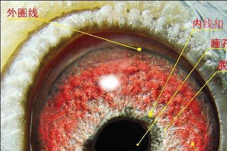 鸽子多大能看鸽眼好坏