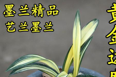 达摩冠兰花是什么兰种