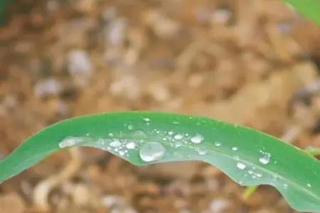 芸乐收打药后几小时下雨无效