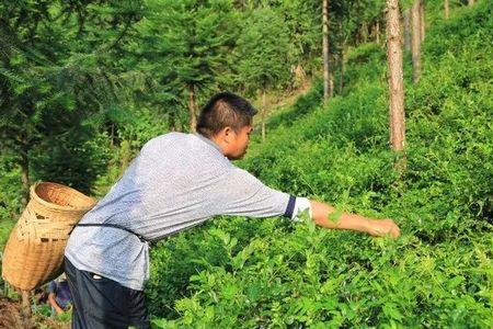 莓茶种植每亩成本