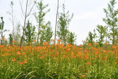 农村院中可以种金针花吗