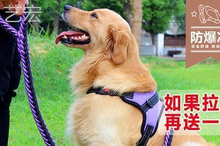 马犬和金毛配出来的是什么犬