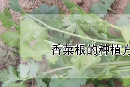 香菜根断还能栽活吗