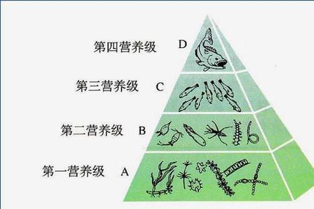 第一营养级和第一消费者的区别