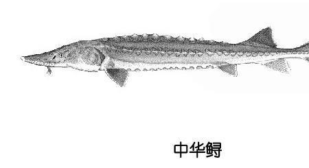 中华鲟的鱼肉是什么颜色