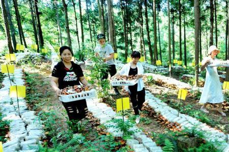 东北林下种植什么经济效益高