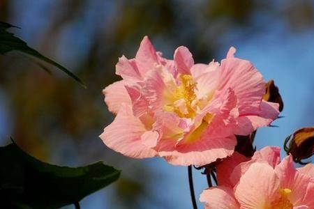 芙蓉花的根是什么样的