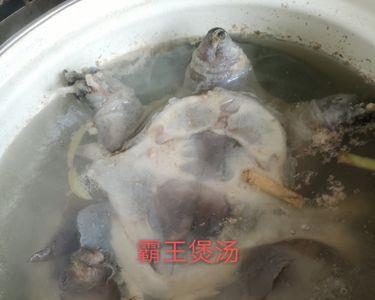 水鱼胆煲汤不苦吗