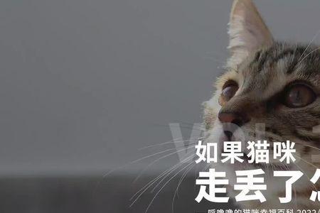 冬天猫咪走丢了怎么办