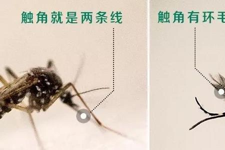 为什么母蚊子不叫