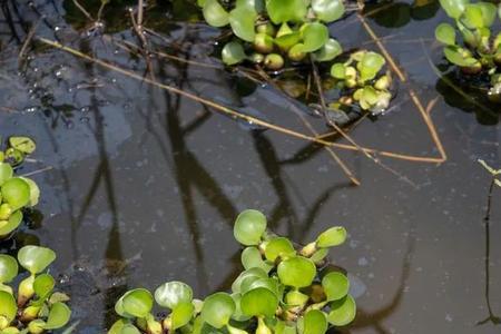 水葫芦有几种