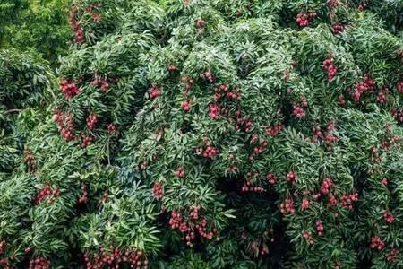 合江荔枝种植技术