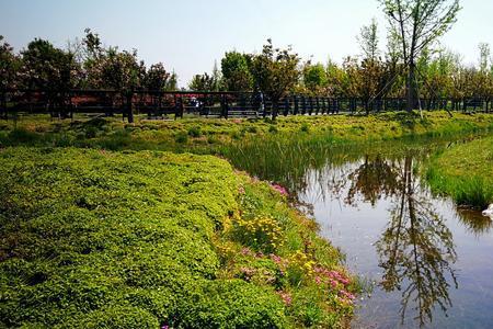 郑州北龙湖湿地红杉树有多高