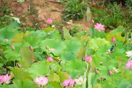 碧苍苍什么意思