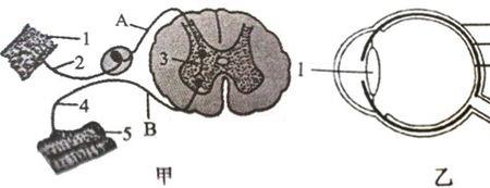 反射弧太长是什么原因