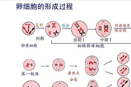 卵的第三笔是什么