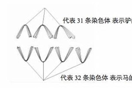 人和驴卵染色体相似吗