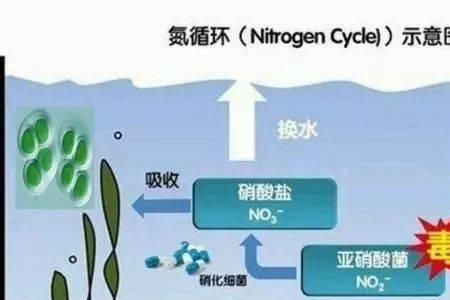 亚硝盐如何变成硝酸盐