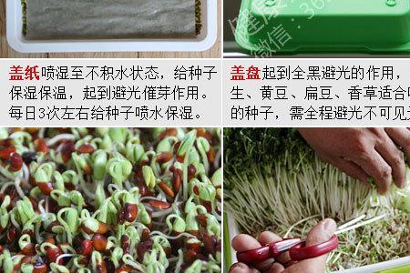 芽苗菜种子需要泡多长时间