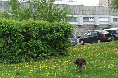 用花朵笑声阳光草地跑步写话