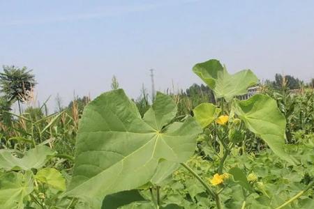 青麻高产种植技术