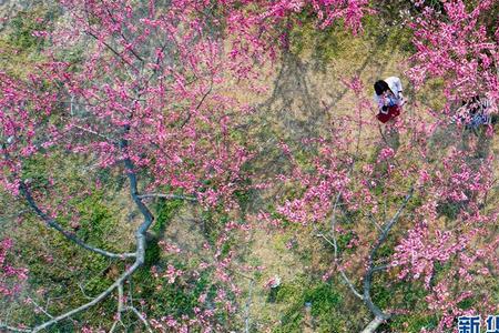 桃花绽放中小雅与哥哥相认