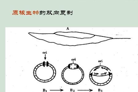 无丝分裂有DNA的复制吗