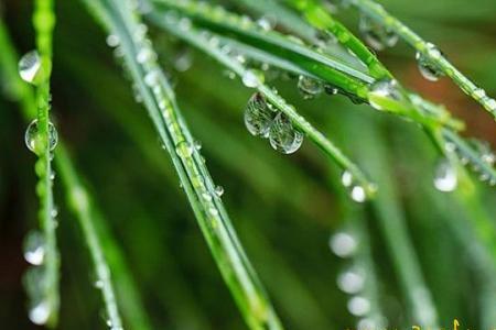 描写初夏雨的词