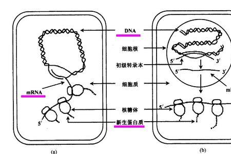 DNA生物合成的体系包括