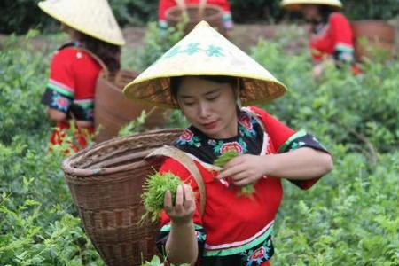 莓茶可以放冰箱冷冻吗