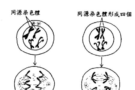 减数第一次分裂末期怎么画