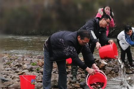 小河道的鱼苗怎么喂