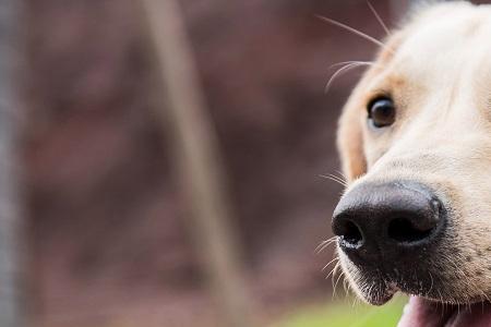 拉布拉多犬多大才能训练