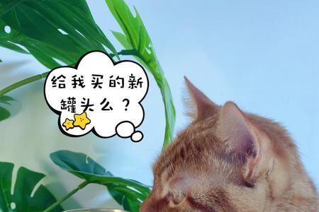 一岁猫一天吃多少猫粮和罐头