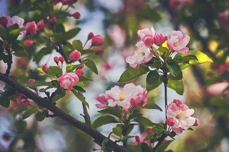 繁花遮望眼的意思