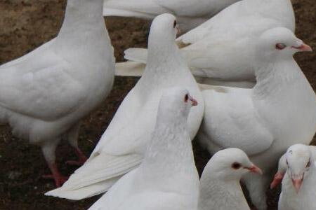 信鸽和肉鸽哪个繁殖快些