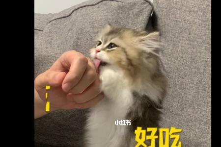 猫咪不吃手拿的东西怎么办