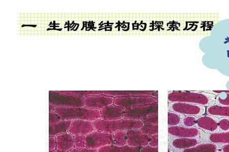 囊泡膜属于生物膜结构吗