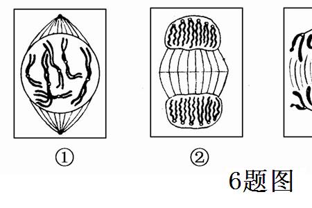 高尔基体与核糖体联系